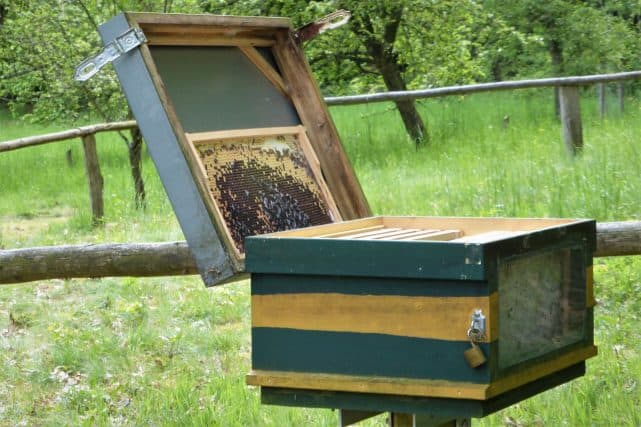 Bienenstock Bienenstock